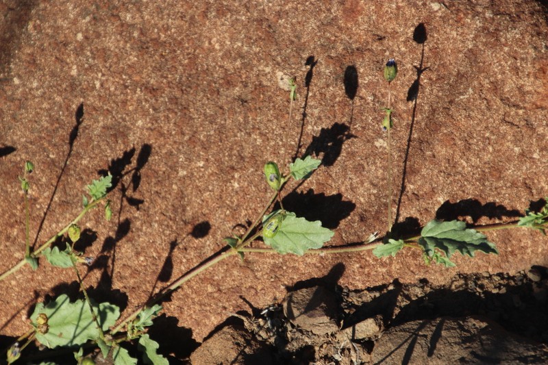 Hermannia cernua photo 4