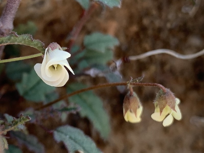 Hermannia cernua photo 6
