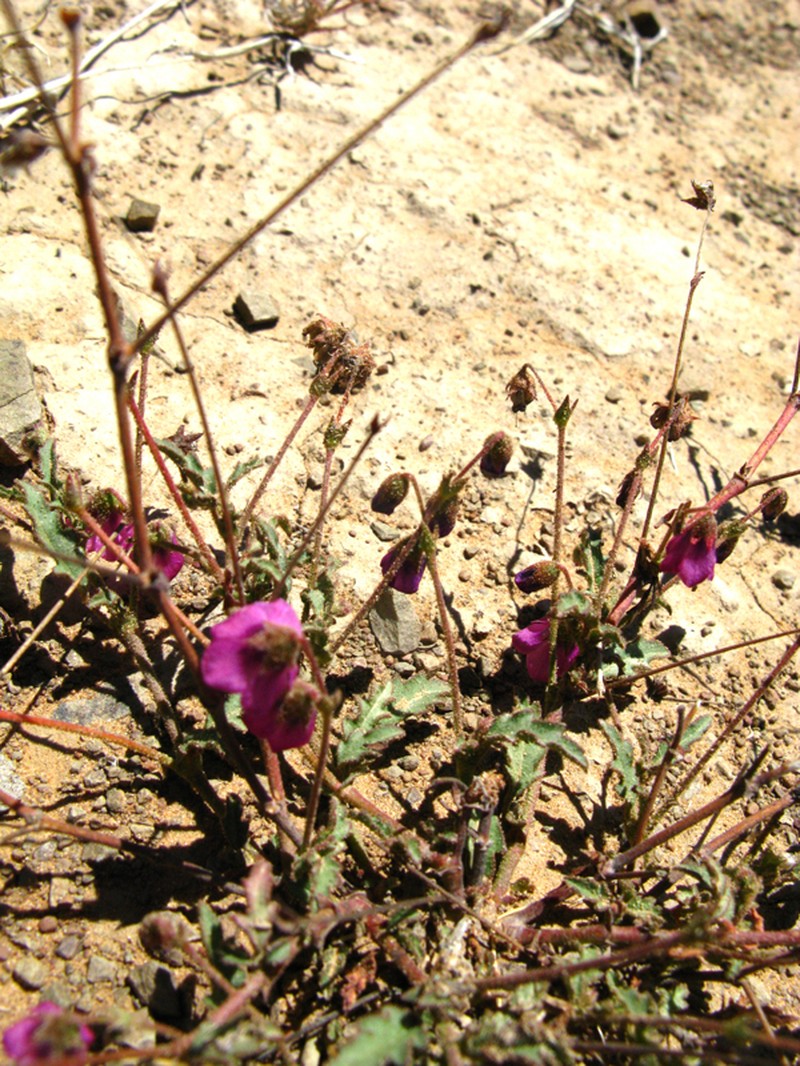 Hermannia cernua photo 7