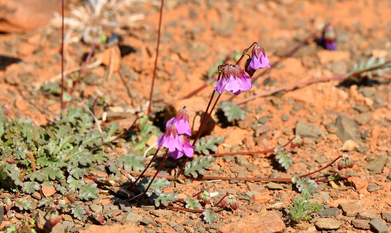 Hermannia cernua photo 8