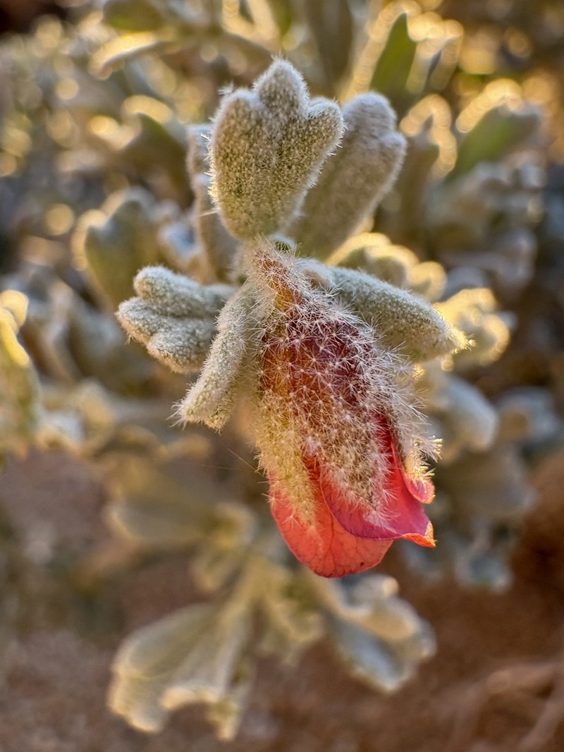 Hermannia coccocarpa