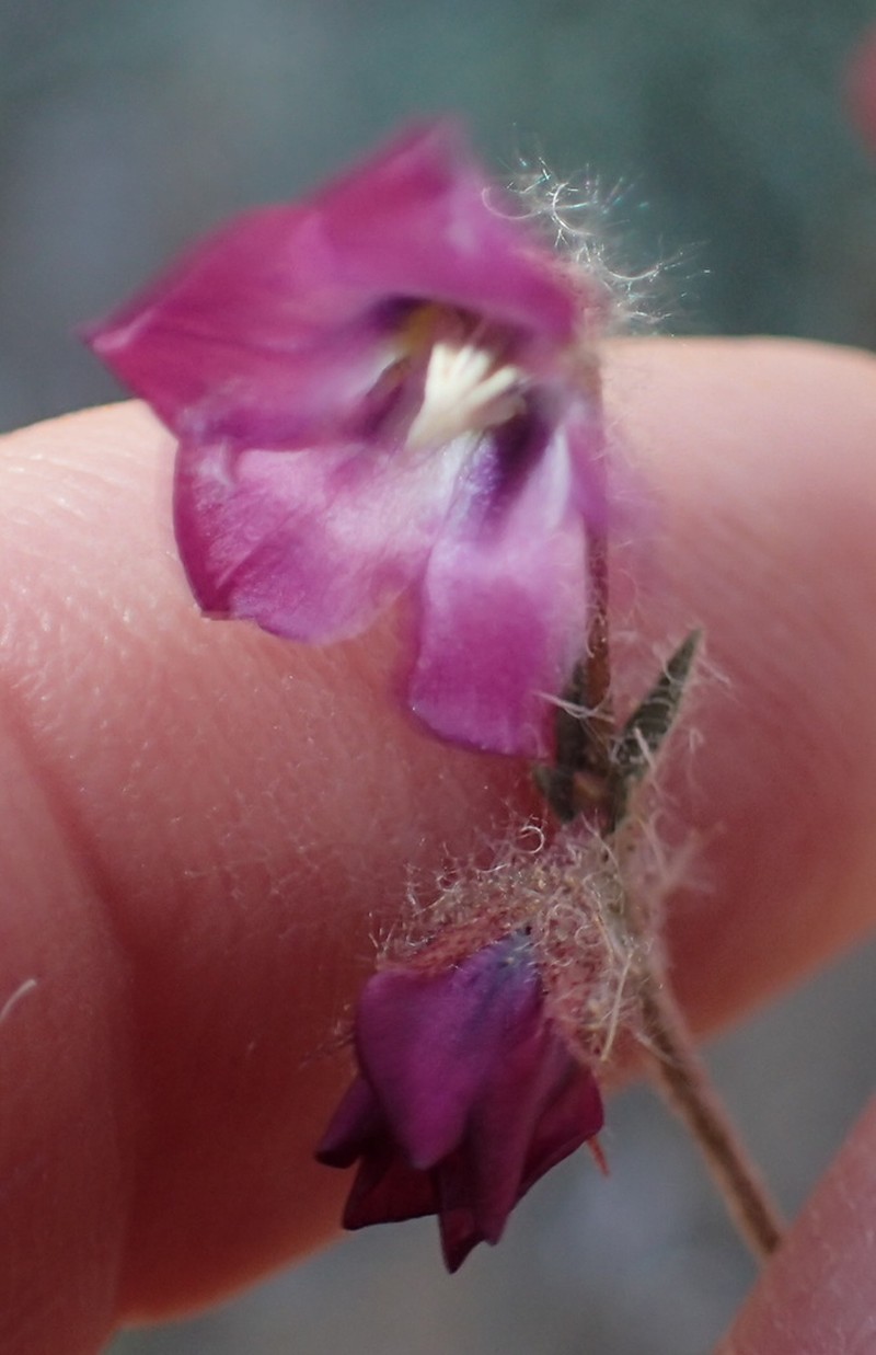 Hermannia coccocarpa photo 2