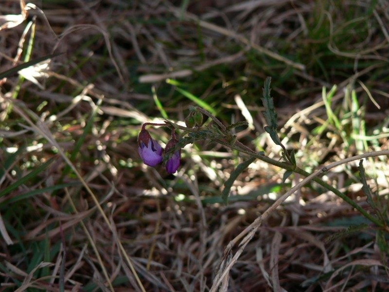Hermannia coccocarpa photo 3