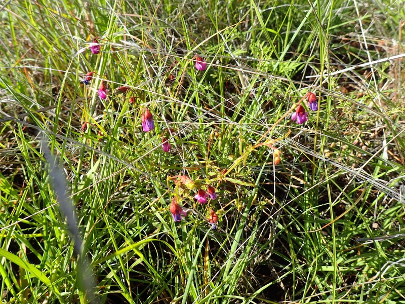 Hermannia coccocarpa photo 4