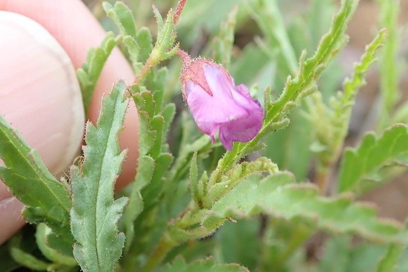 Hermannia coccocarpa photo 5