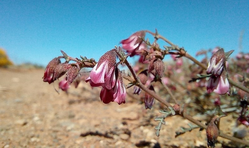 Hermannia coccocarpa photo 6