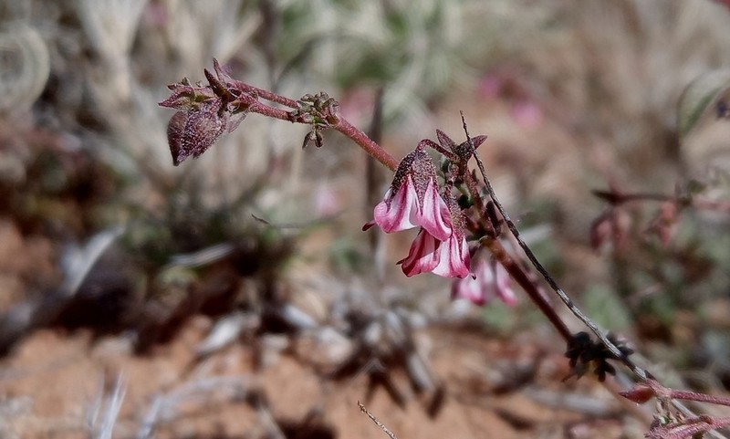 Hermannia coccocarpa photo 7