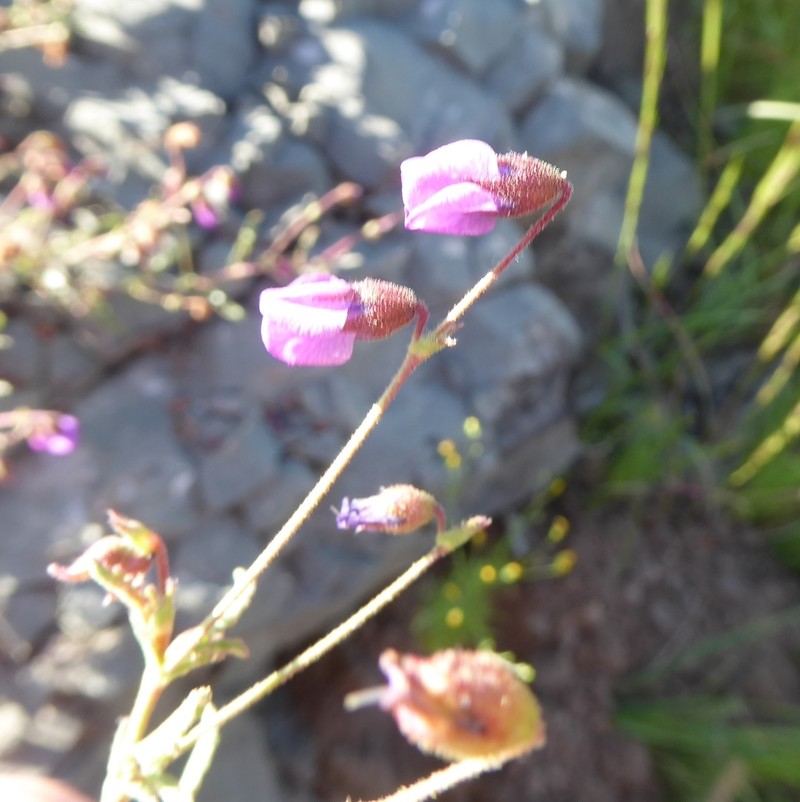 Hermannia coccocarpa photo 8