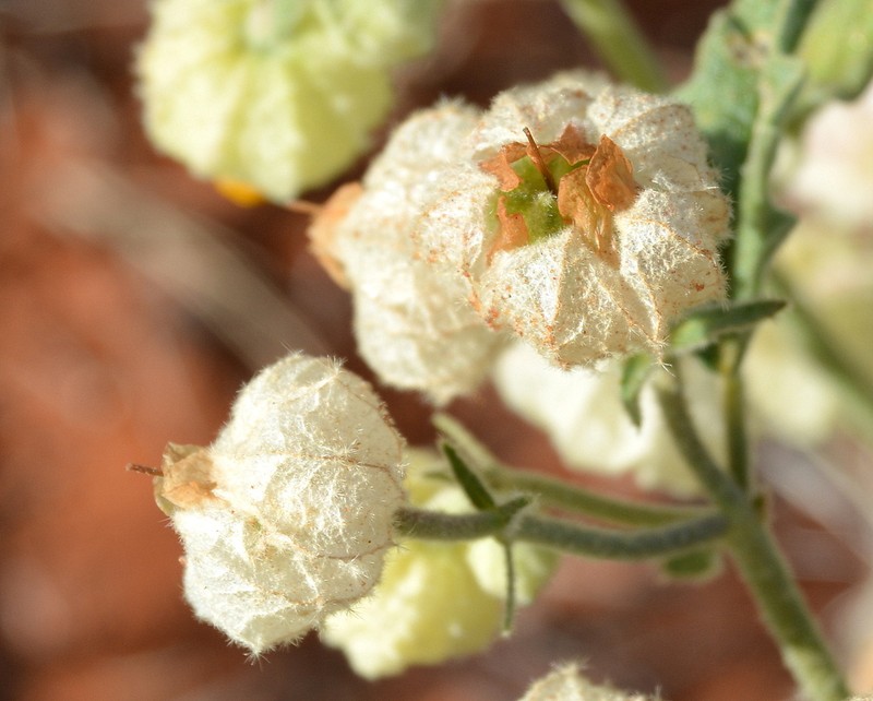 Hermannia comosa