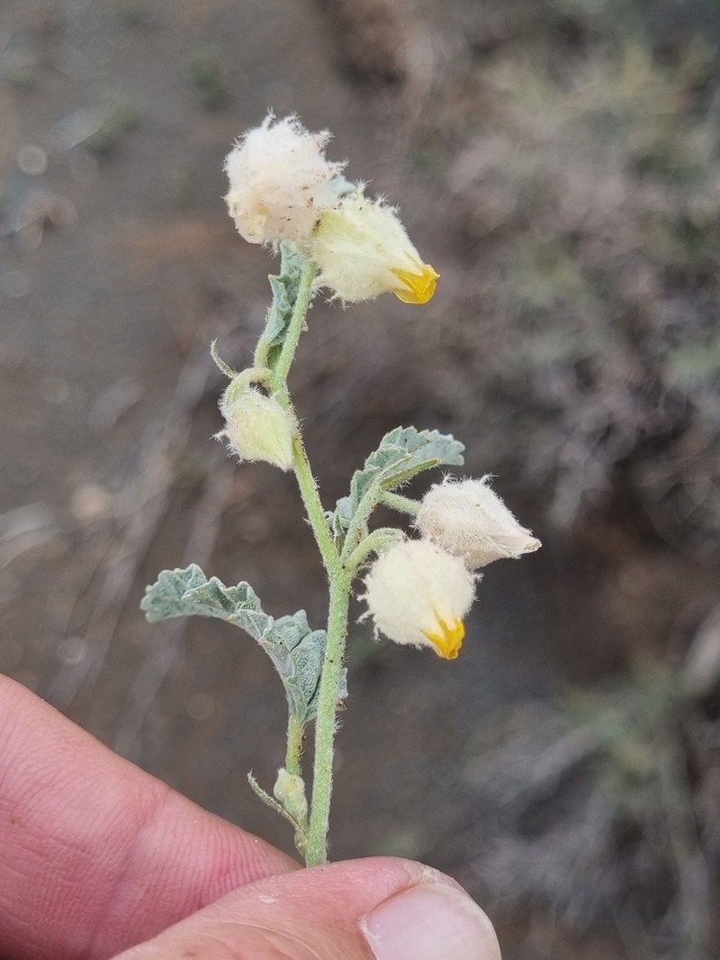 Hermannia comosa photo 2
