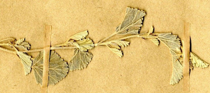 Hermannia comosa photo 3