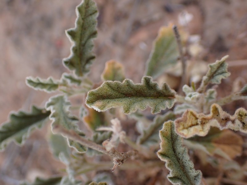 Hermannia comosa photo 4