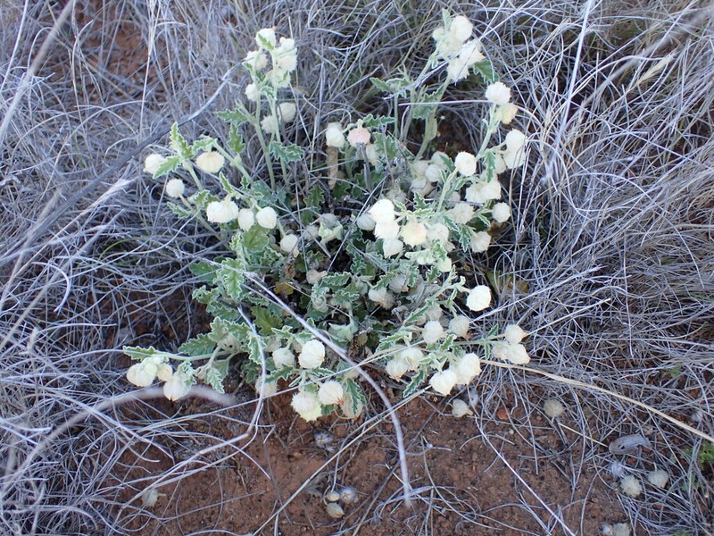 Hermannia comosa photo 5