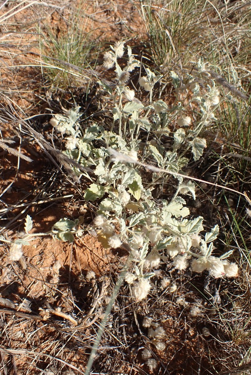 Hermannia comosa photo 6