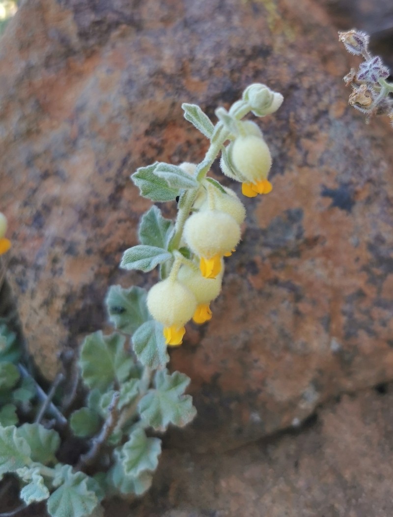 Hermannia comosa photo 7