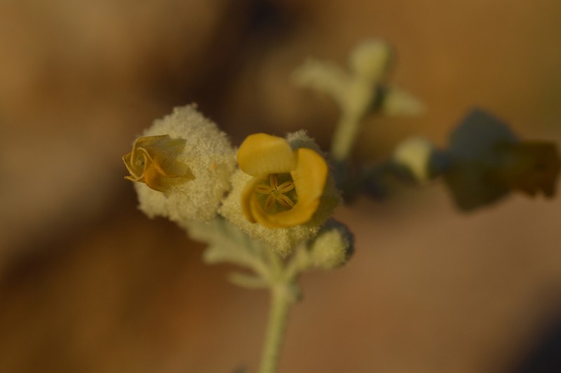Hermannia comosa photo 8