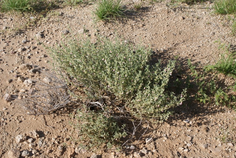Hermannia complicata
