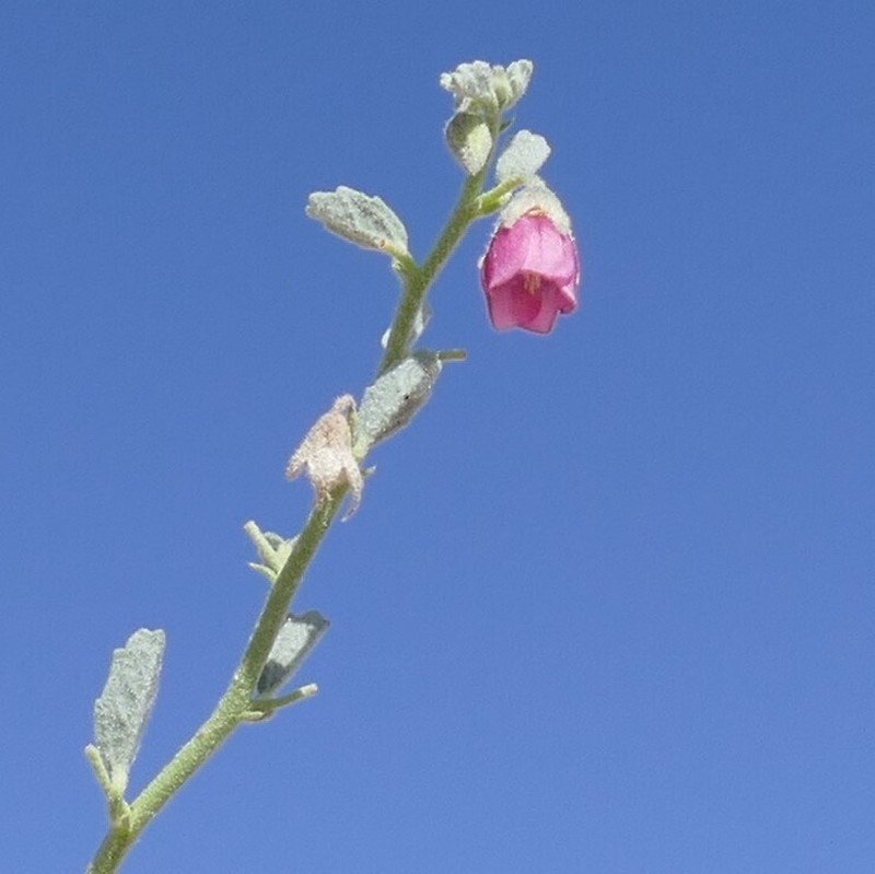 Hermannia complicata photo 3