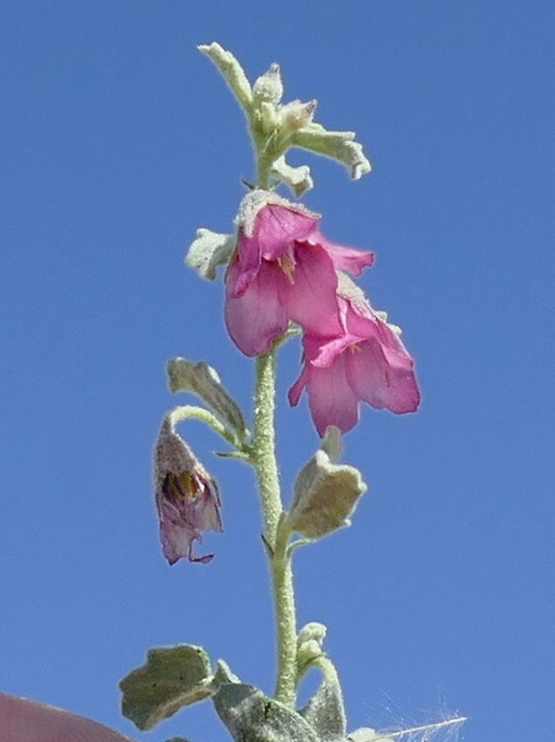 Hermannia complicata photo 5