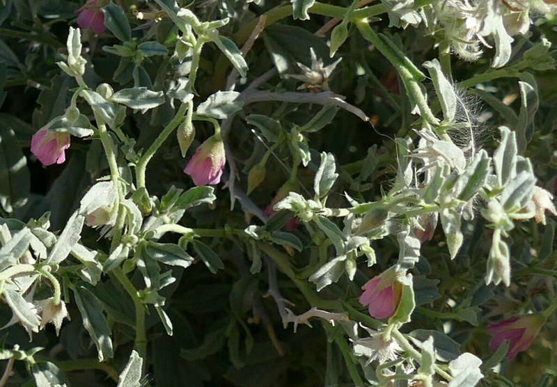 Hermannia complicata photo 6
