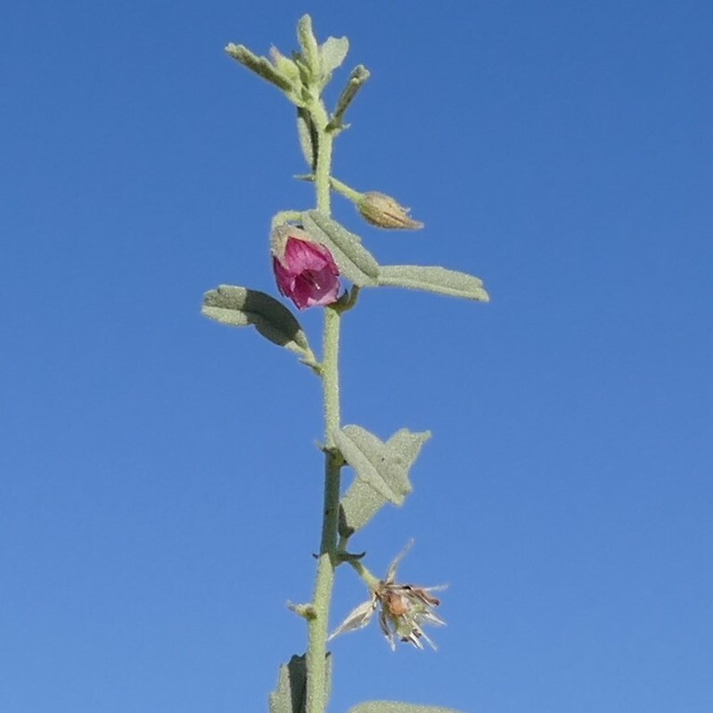 Hermannia complicata photo 8