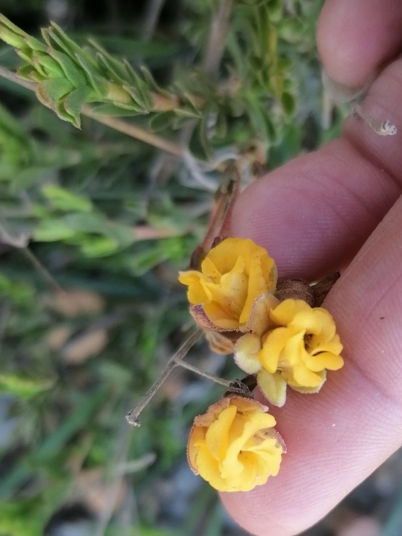 Hermannia concinnifolia photo 2