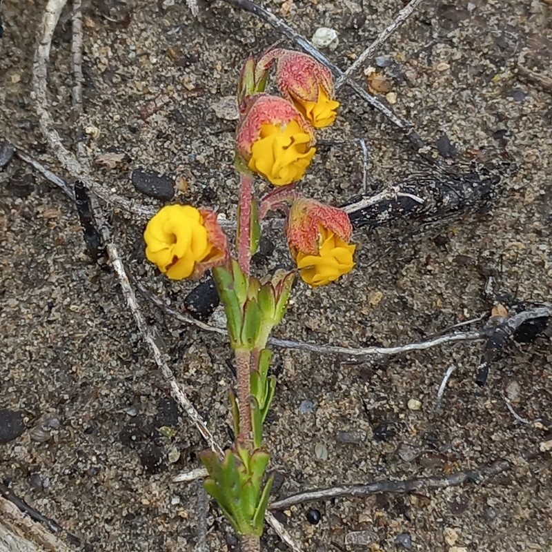 Hermannia concinnifolia photo 3