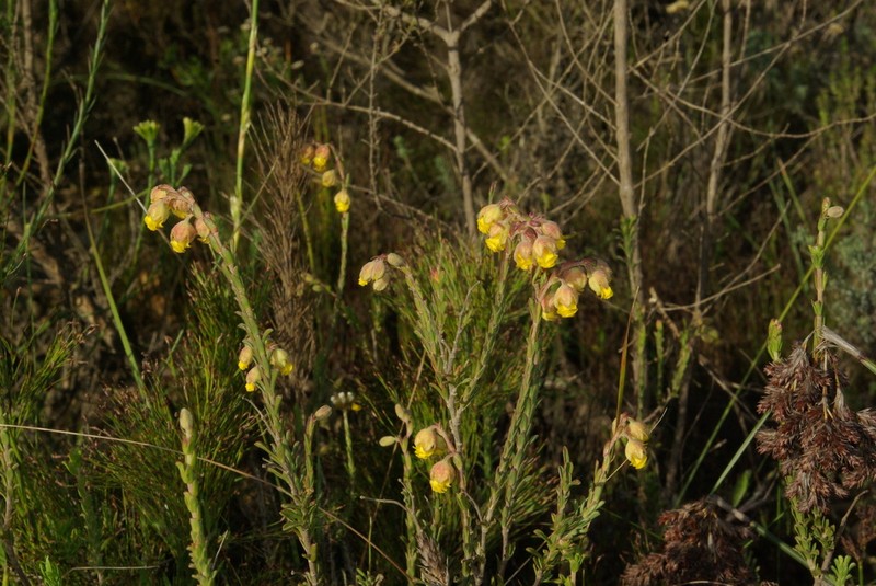 Hermannia concinnifolia photo 4