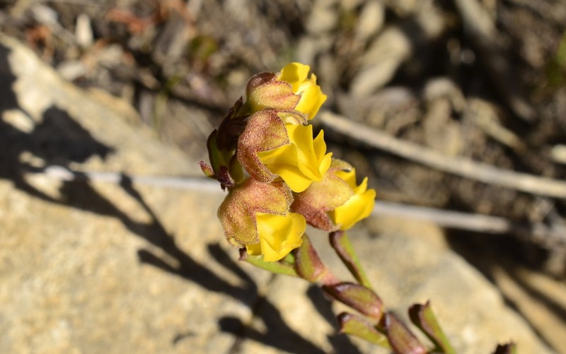Hermannia concinnifolia photo 5