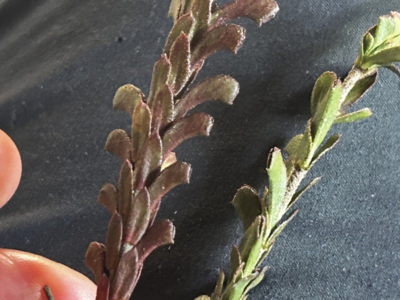 Hermannia concinnifolia photo 6