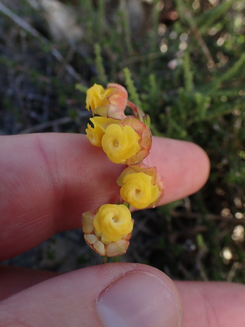 Hermannia concinnifolia photo 7