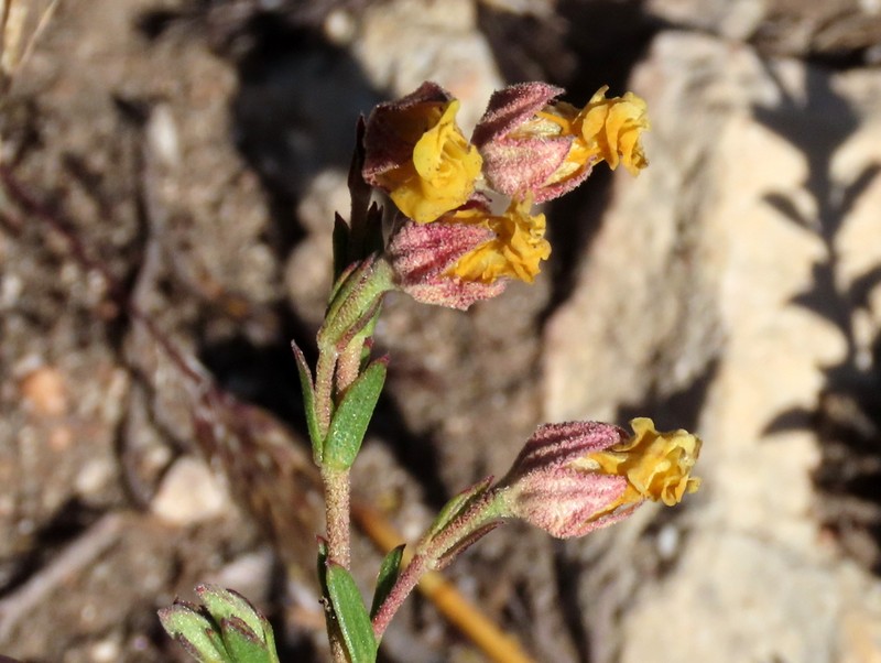 Hermannia concinnifolia photo 8