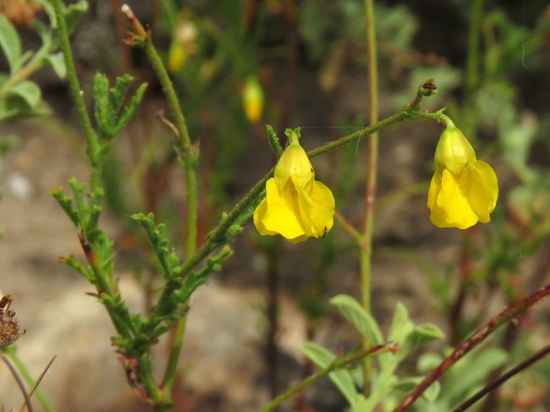 Hermannia confusa