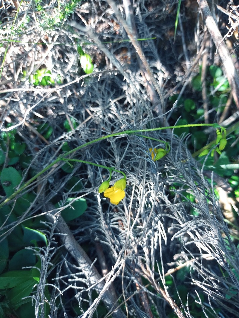 Hermannia confusa photo 2
