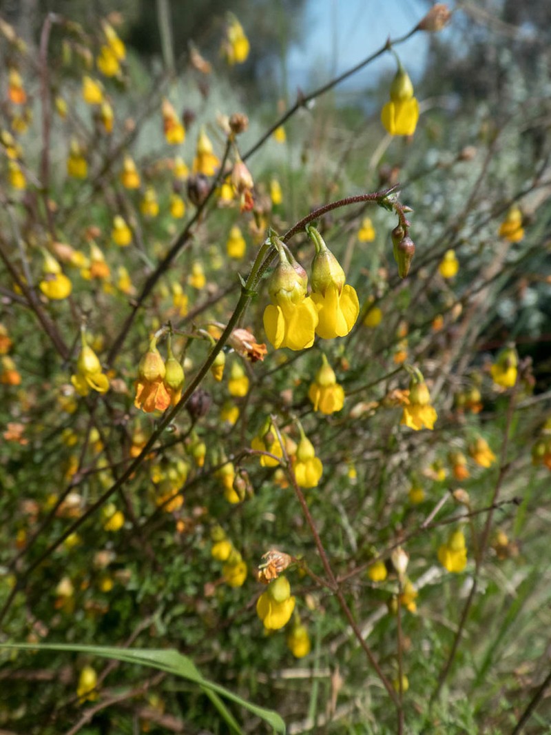 Hermannia confusa photo 4