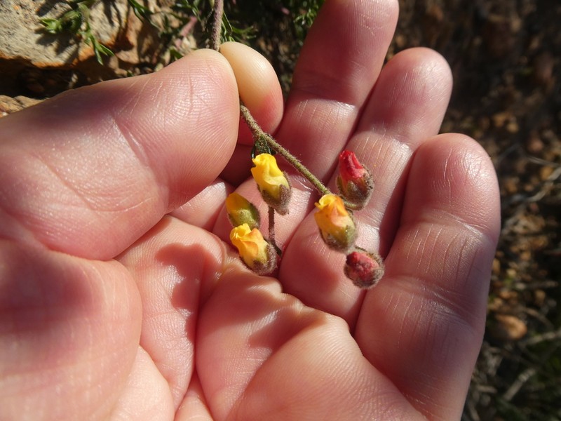 Hermannia confusa photo 5