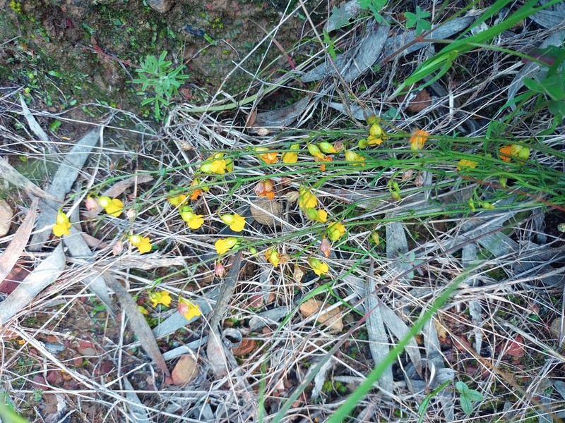 Hermannia confusa photo 6