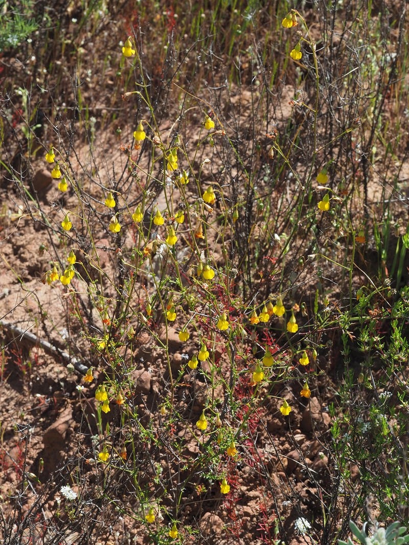 Hermannia confusa photo 7