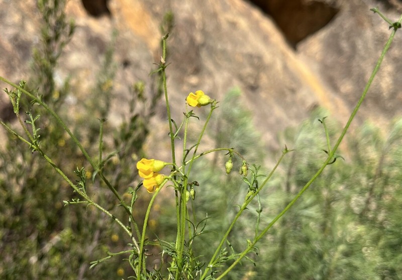 Hermannia confusa photo 8