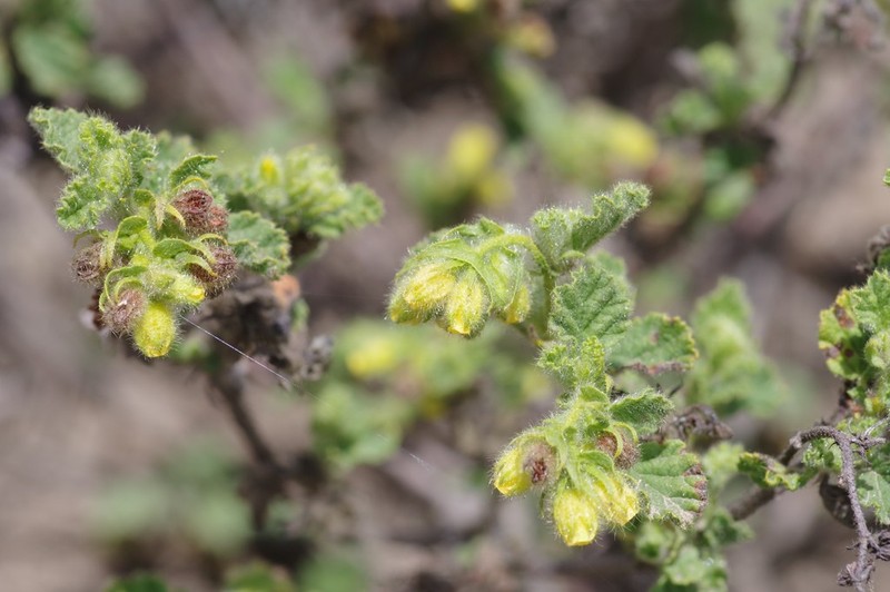 Hermannia conglomerata