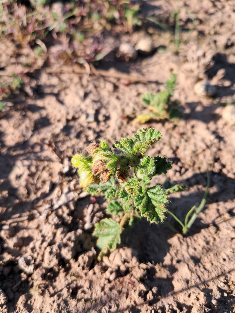 Hermannia conglomerata photo 2