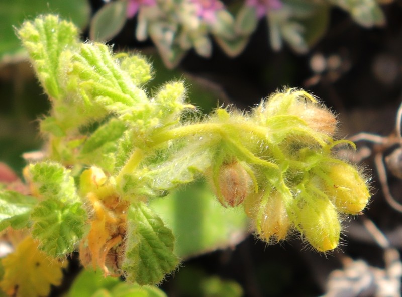 Hermannia conglomerata photo 3