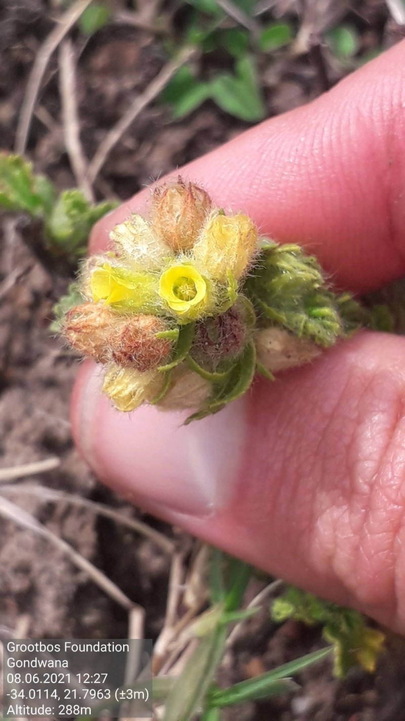 Hermannia conglomerata photo 4