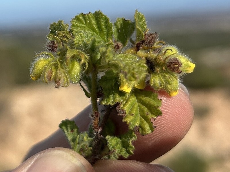Hermannia conglomerata photo 5