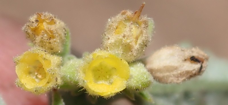 Hermannia conglomerata photo 6