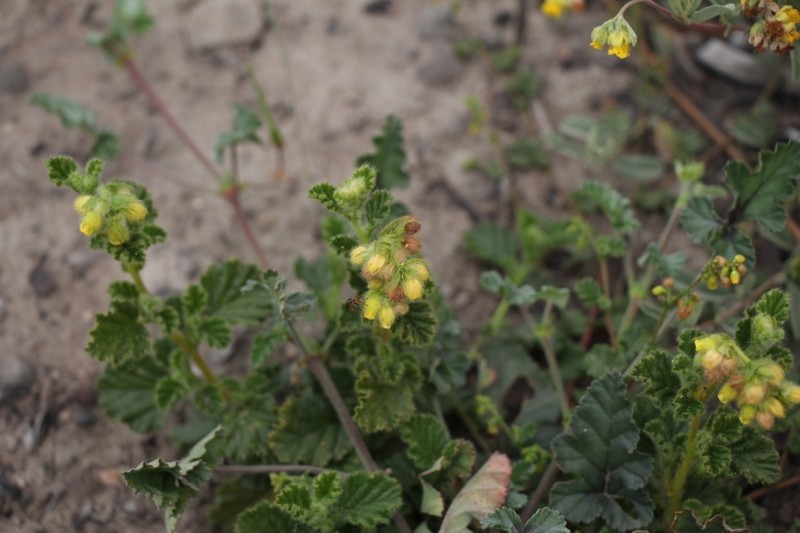 Hermannia conglomerata photo 7