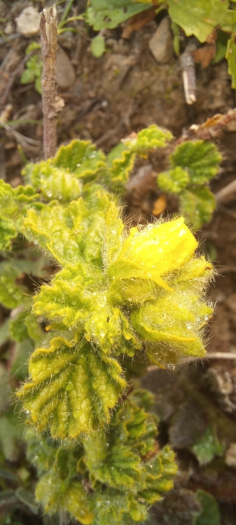 Hermannia conglomerata photo 8