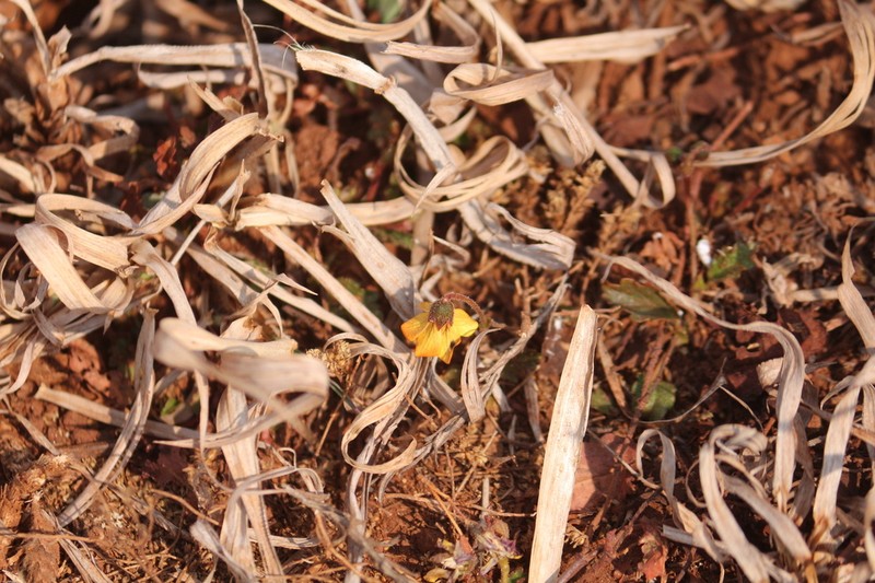 Hermannia cordata