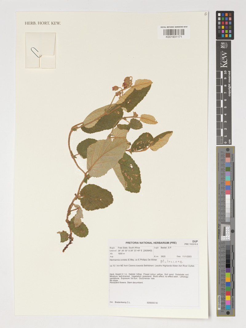 Hermannia cordata photo 2
