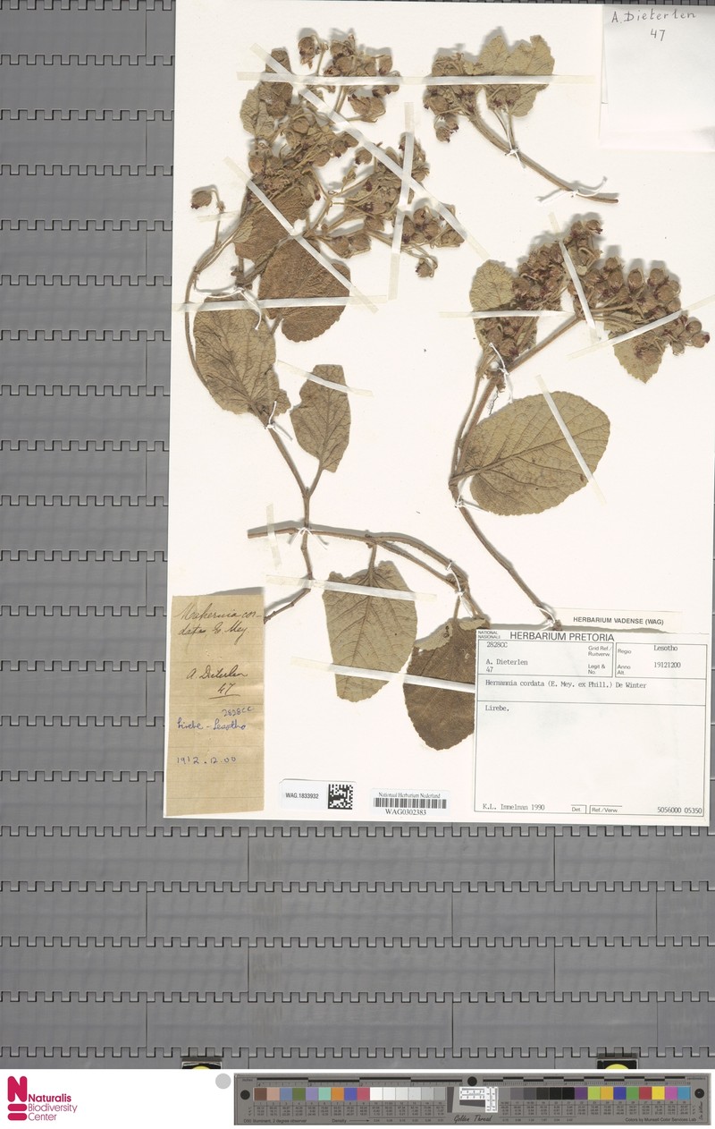 Hermannia cordata photo 3